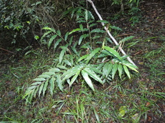 Alpinia arundelliana