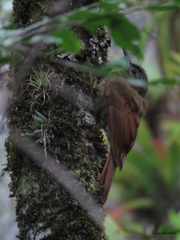 Dendrocolaptes picumnus