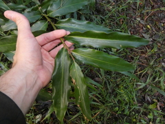Alpinia arundelliana