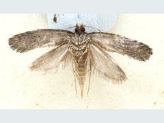 Acridotarsa celsella