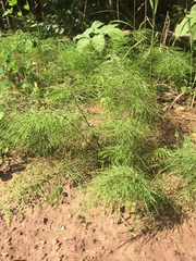 Equisetum sylvaticum image