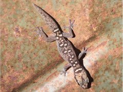 Oedura