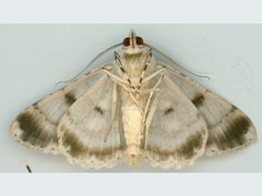 Cleora decisaria