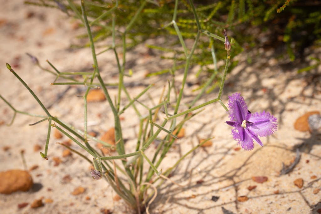Thysanotus kalbarriensis