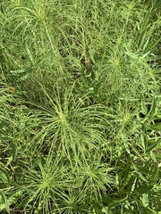 Helianthus salicifolius