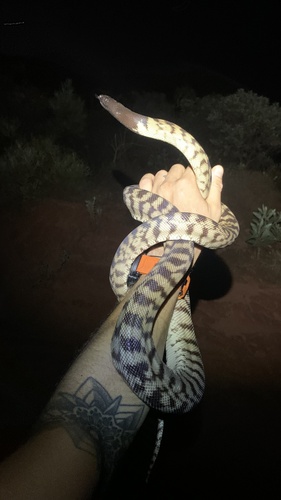 Black-headed Python sighting