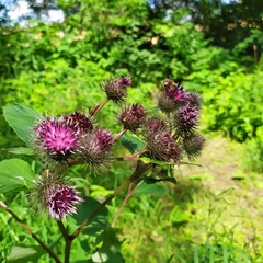 Arctium × ambiguum