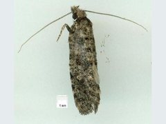 Acridotarsa celsella