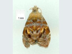 Choreutis emplecta