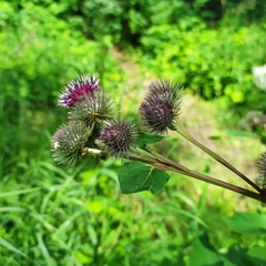 Arctium × ambiguum