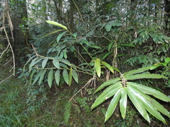 Hedychium gardnerianum