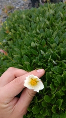 Dryas octopetala