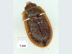 Neaspis