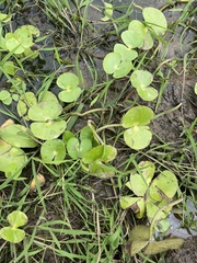 Regnellidium diphyllum, photograph author not stated, no rights reserved