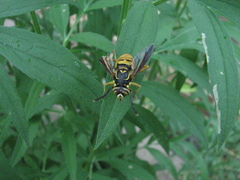 Spilomyia alcimus