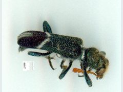 Scrobiger albocinctus