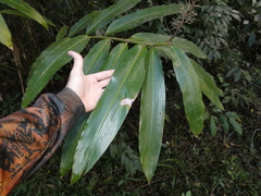 Hedychium gardnerianum