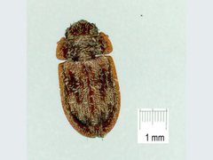 Neaspis variegata
