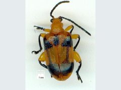 Stethopachys formosa