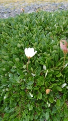 Dryas octopetala