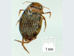 Necterosoma