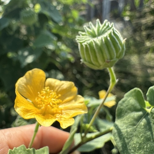 Abutilon indicum