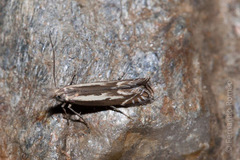 Isophrictis lineatellus