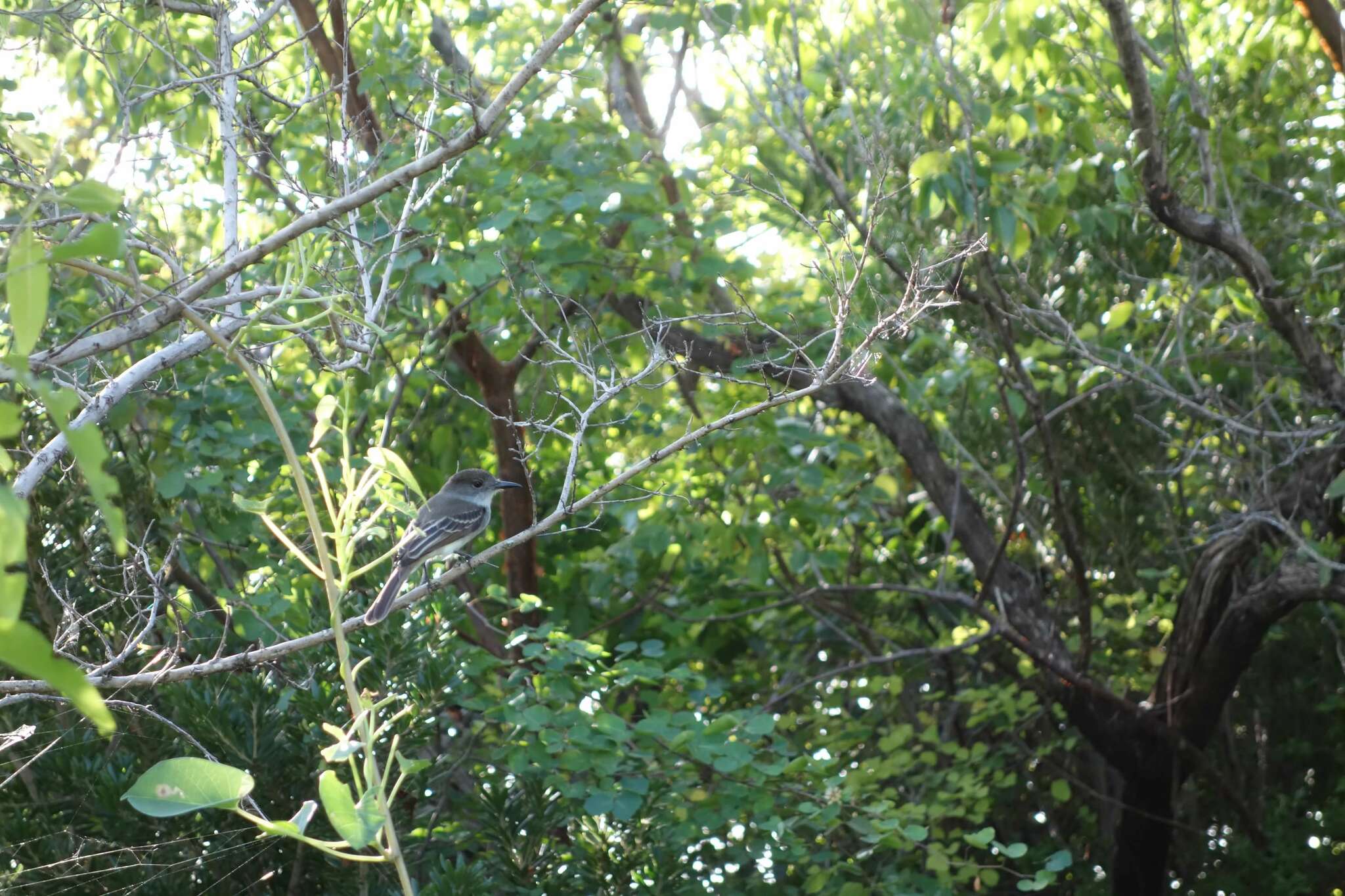 La Sagra's Flycatcher illustration