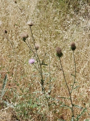 Cirsium andersonii