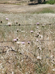Cirsium andersonii