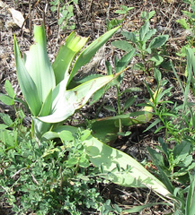 Yucca rupicola