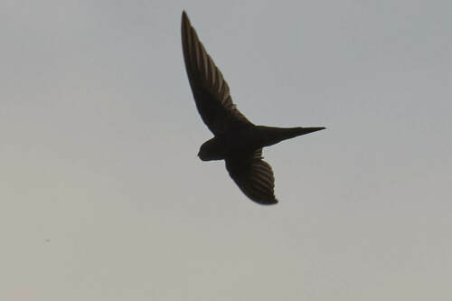 Vencejo unicolor (Apus unicolor)
