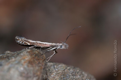 Isophrictis lineatellus