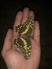 Papilio demodocus demodocus