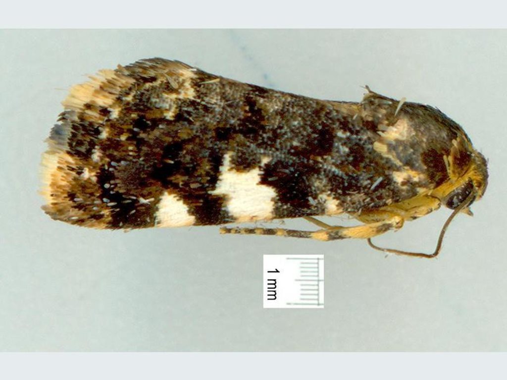 Acontia crocata