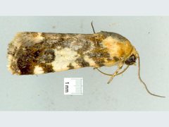 Acontia crocata