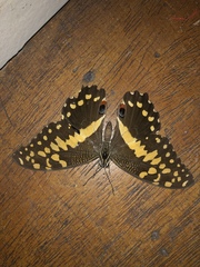 Papilio demodocus demodocus