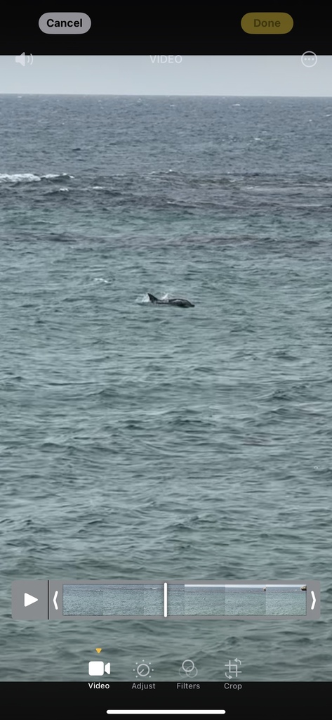 Tursiops aduncus<br>18 November, 2024