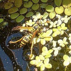 Polistes dominula