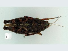 Loxilobus accola