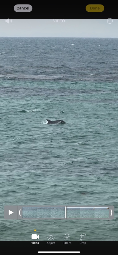 Tursiops aduncus<br>11 April, 2025