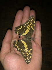 Papilio demodocus demodocus