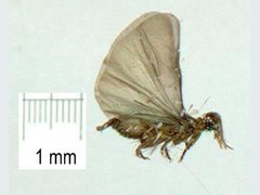 Strepsiptera