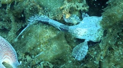 Antarctic Spiny Plunderfish photo 3