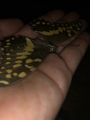 Papilio demodocus demodocus