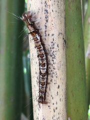 Dendrolimus punctata