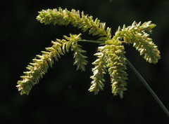 Cyperus alopecuroides