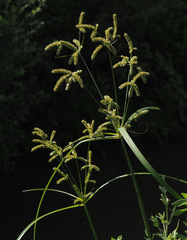 Cyperus alopecuroides