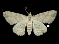 Scioglyptis lithenopa