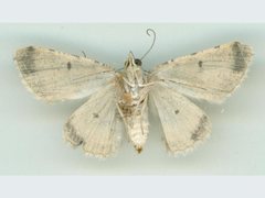 Scioglyptis lithenopa